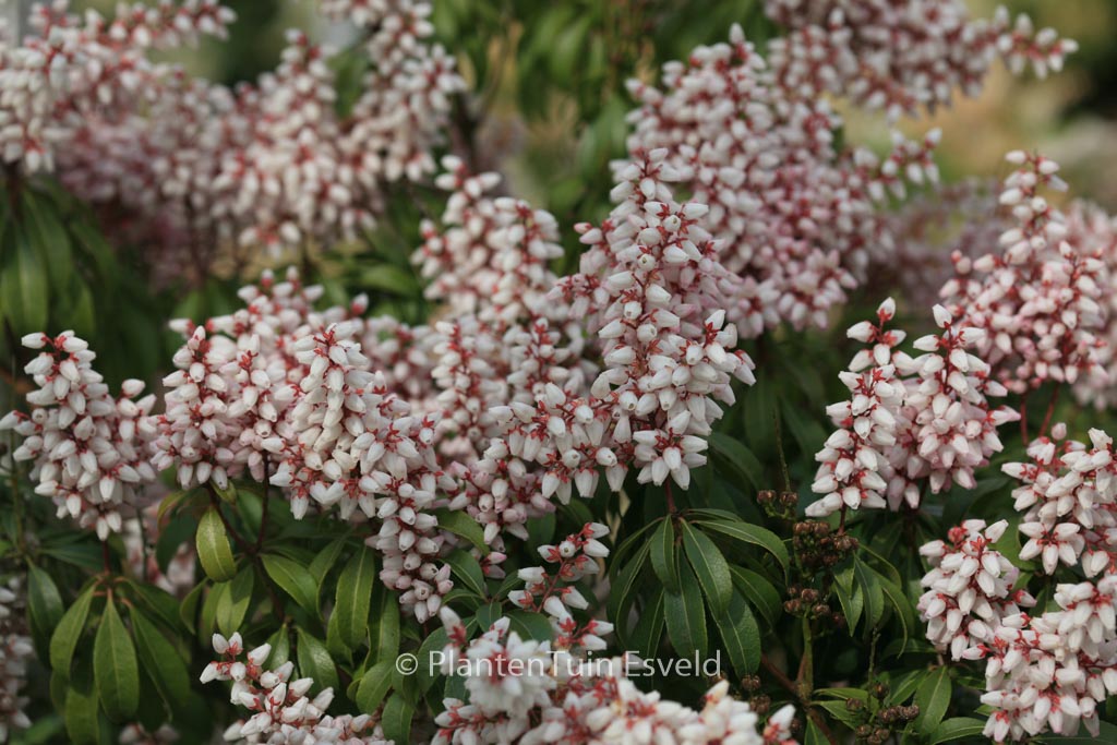 Pieris japonica 'Bonfire'