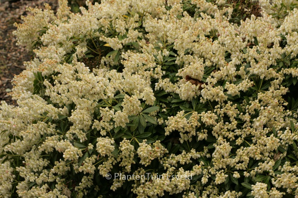 Pieris japonica 'Prelude'