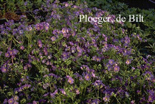 Polemonium caeruleum 'Lambrook Mauve'