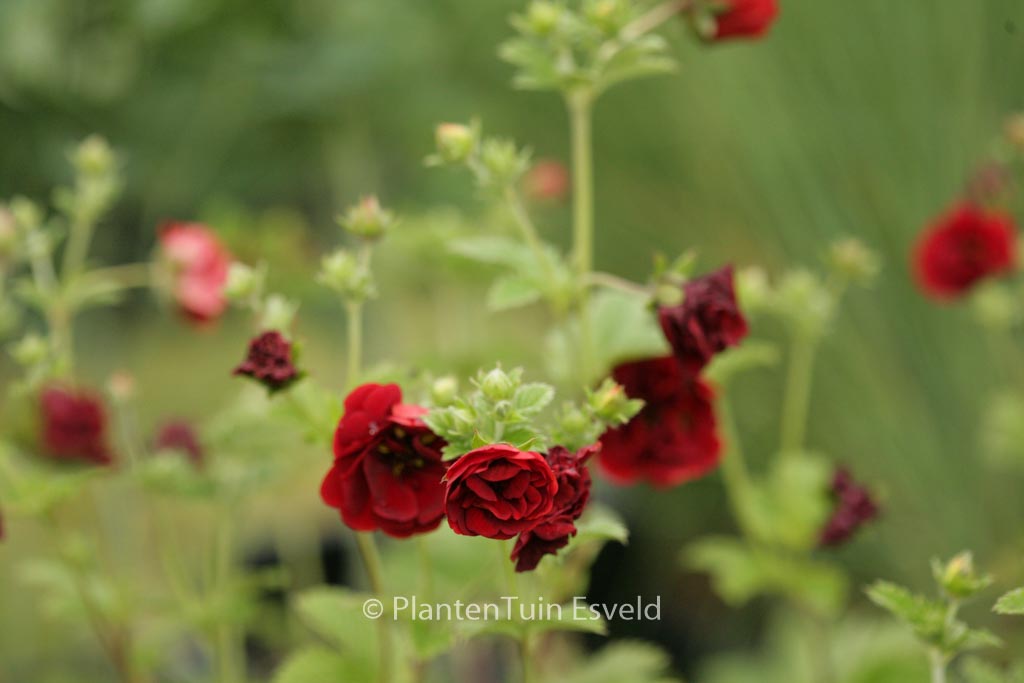 Potentilla 'Flamboyant'