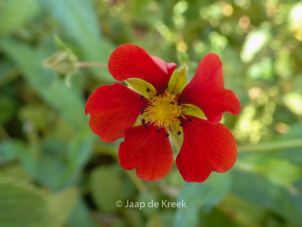 Potentilla 'Flamenco'