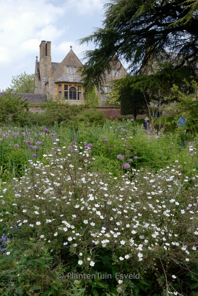 Potentilla fruticosa 'Abbotswood'