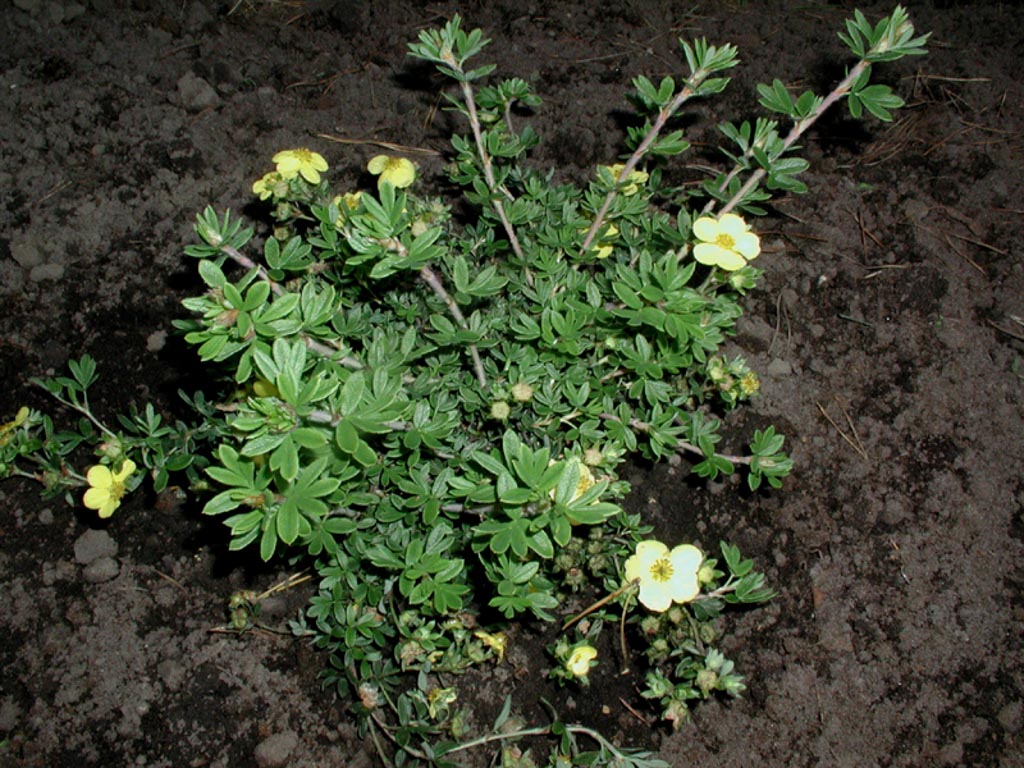 Potentilla fruticosa 'Elizabeth'