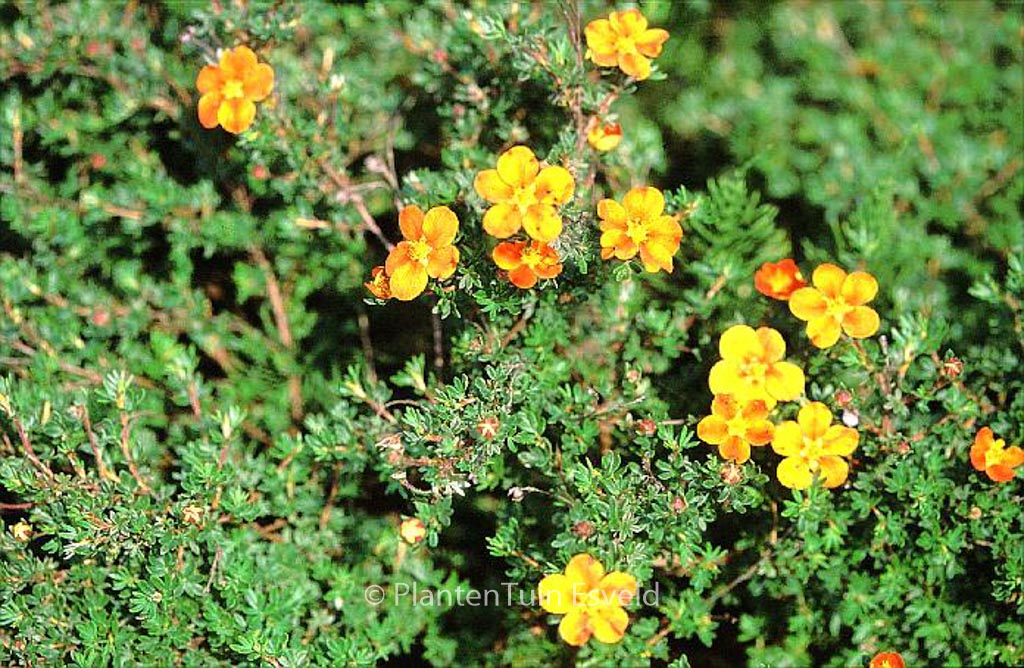 Potentilla fruticosa 'Hopley's Orange'