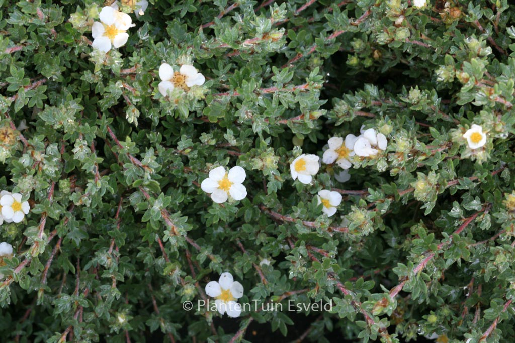 Potentilla fruticosa 'Manchu'