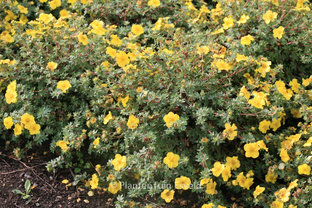 Potentilla fruticosa 'Medicine Wheel Mountain'