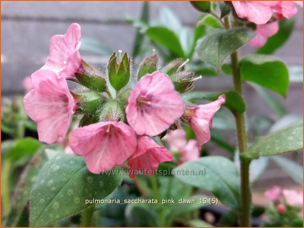 Pulmonaria saccharata 'Pink Dawn'