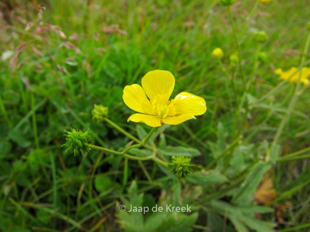 Ranunculus acris