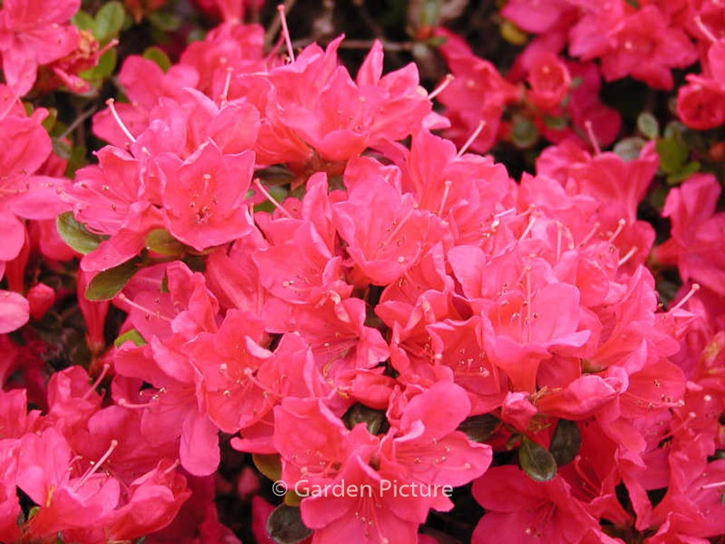 Rhododendron 'Anne Frank' (Azalea)