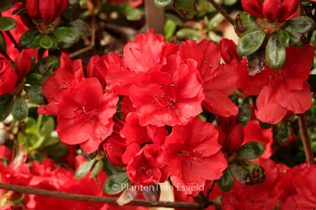 Rhododendron 'Ardeur' (Azalea)