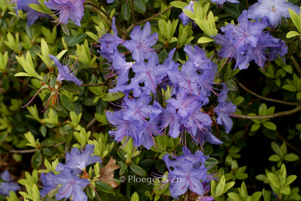 Rhododendron 'Azurika'
