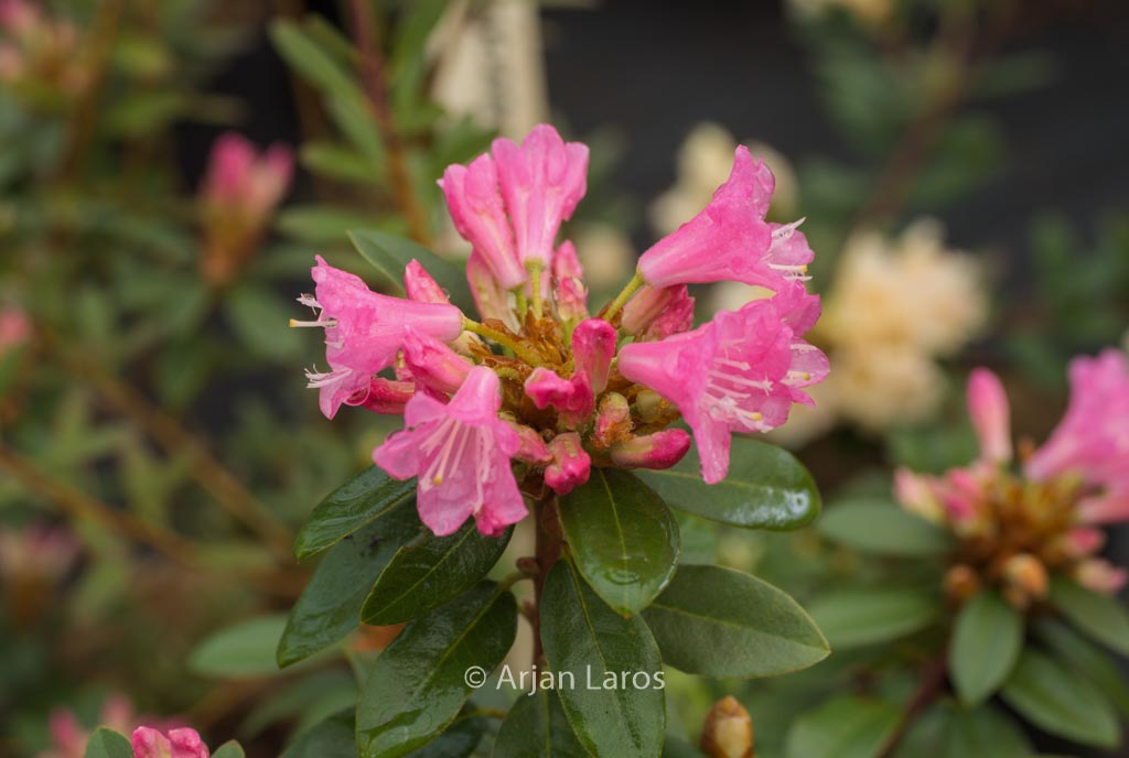Rhododendron 'Brambling'