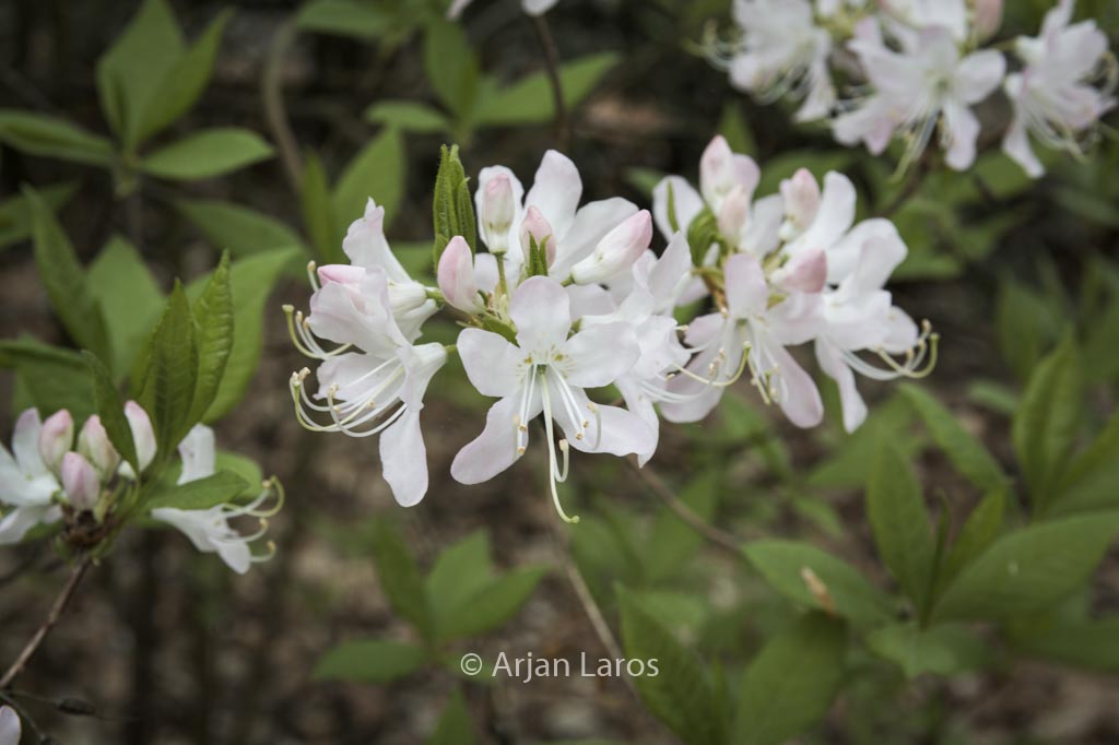 Rhododendron canadense 'Album'