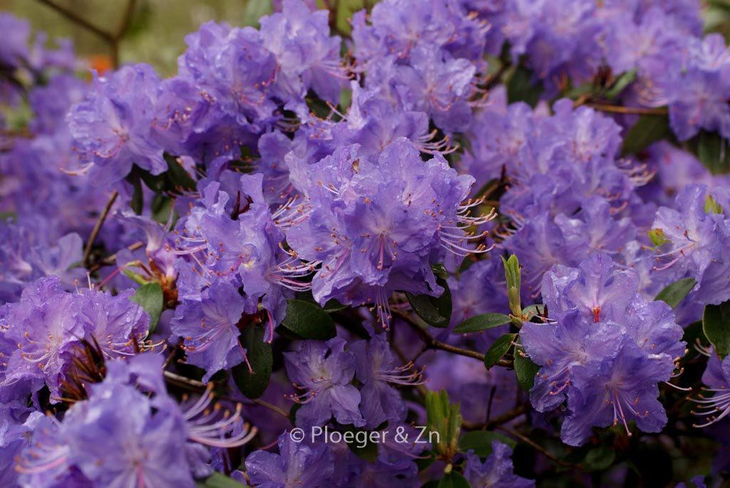 Rhododendron 'Crater Lake'