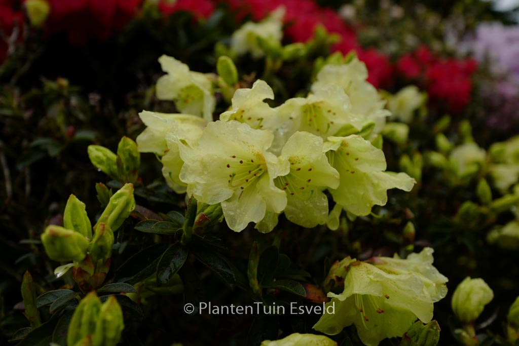 Rhododendron 'Curlew'