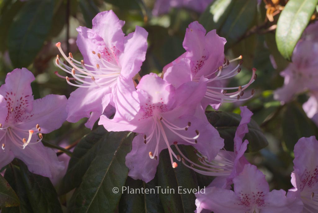 Rhododendron davidsonianum 'Lucky Hit'