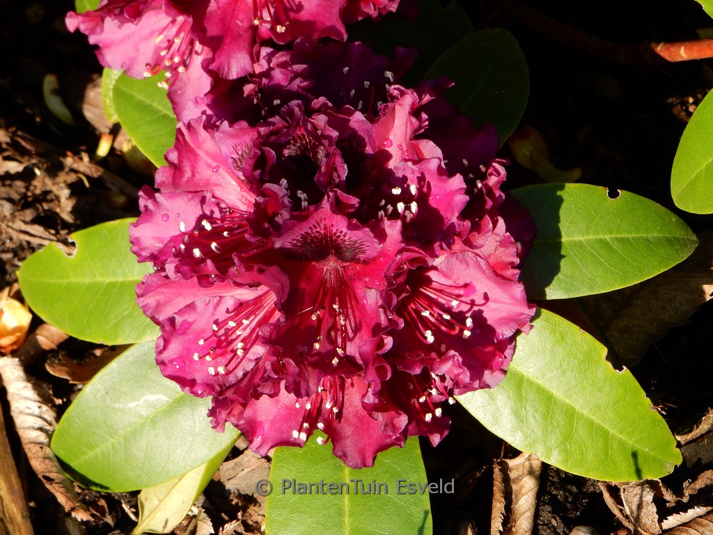 Rhododendron 'Dramatic Dark'