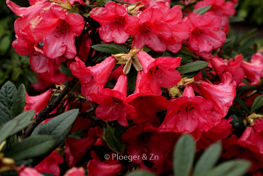 Rhododendron 'Elizabeth'