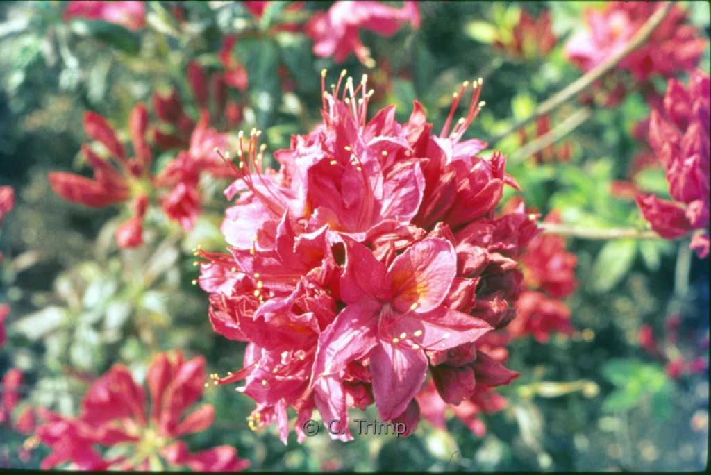 Rhododendron 'Elsie Pratt' (Azalea)