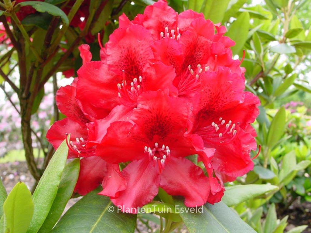Rhododendron 'Erato'