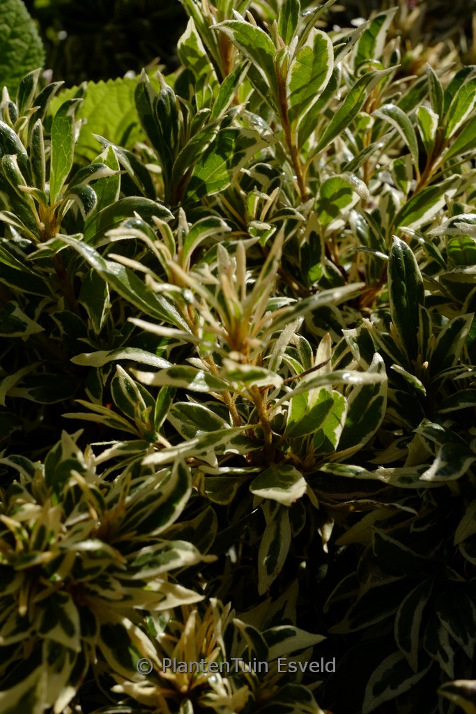Rhododendron 'Farrow' (BOLLYWOOD) (Azalea)