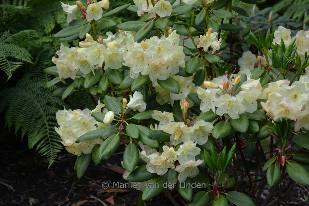 Rhododendron 'Goldinetta'