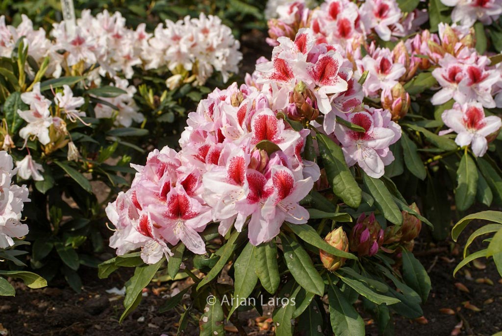 Rhododendron 'Hachbela' (BELAMI)
