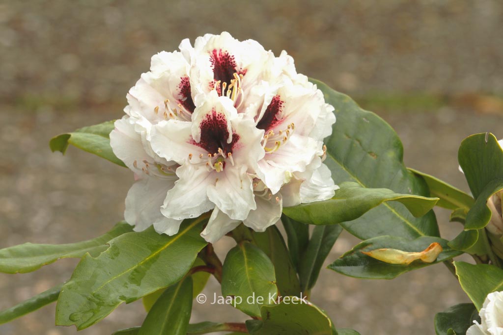 Rhododendron 'Hachmann's Picobello'