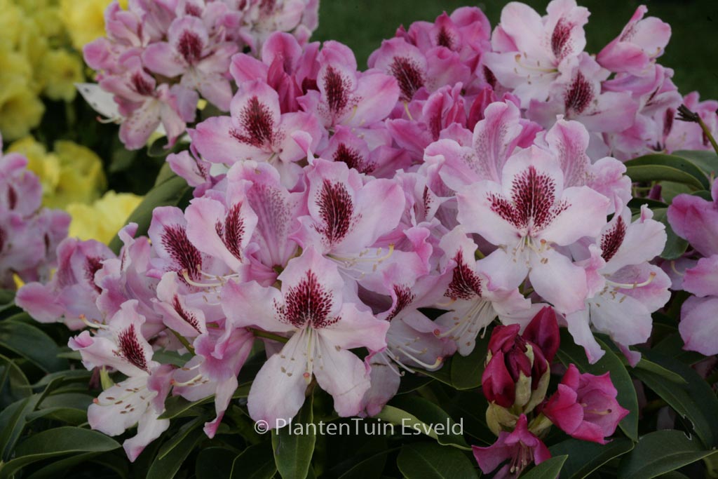 Rhododendron 'Helen Martin'