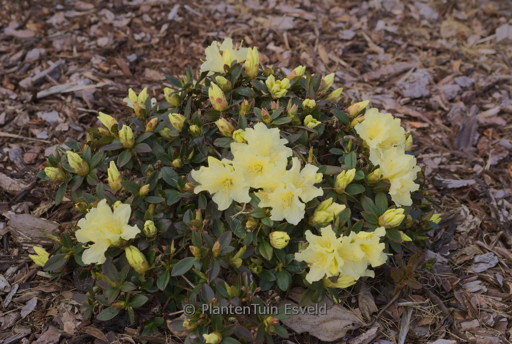 Rhododendron keiskei 'Patty Bee'