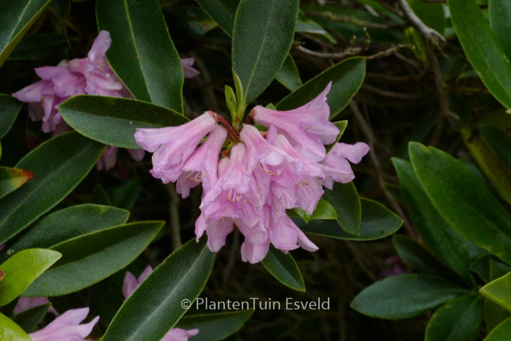 Rhododendron 'Laetevirens'