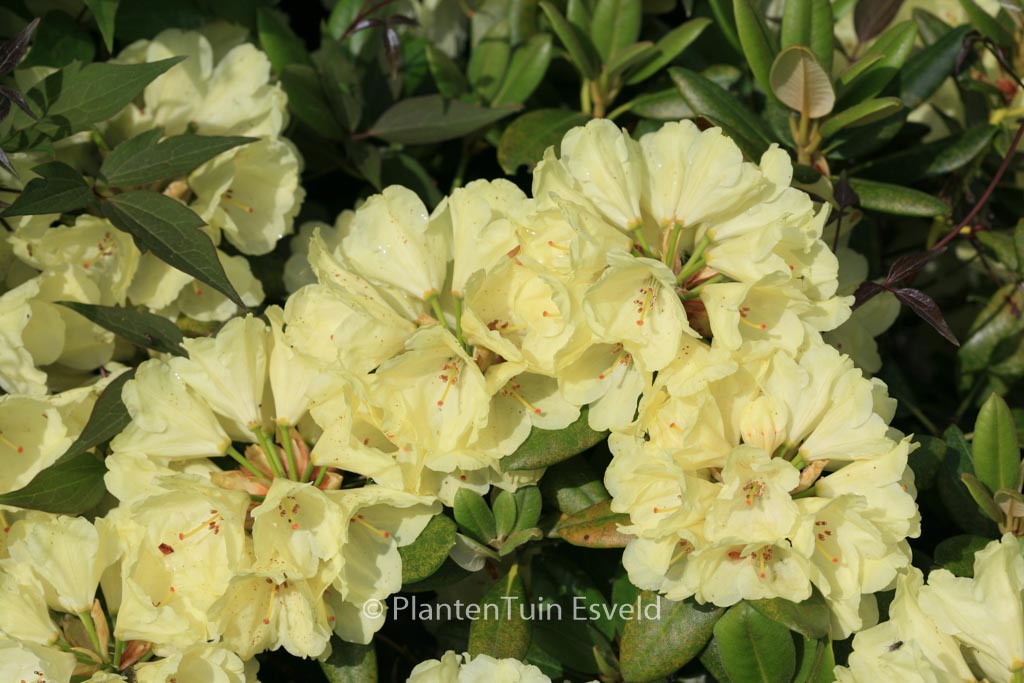 Rhododendron 'Millennium Gold'