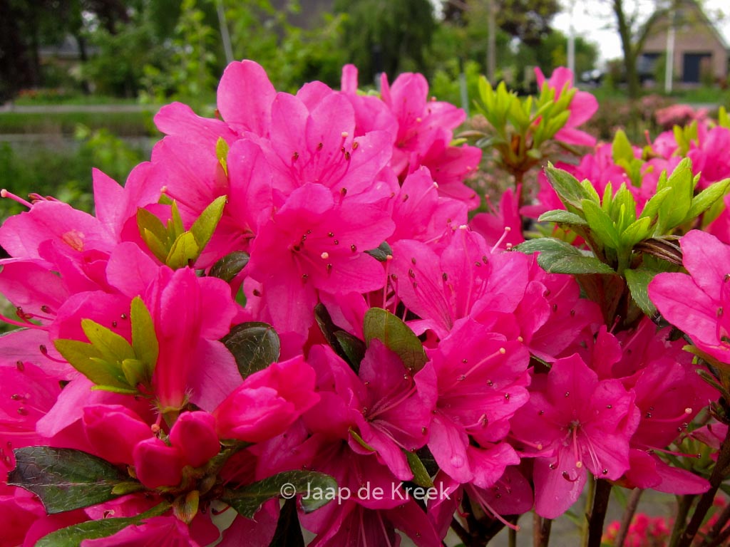 Rhododendron 'Momoko' (GEISHA PINK) (Azalea)