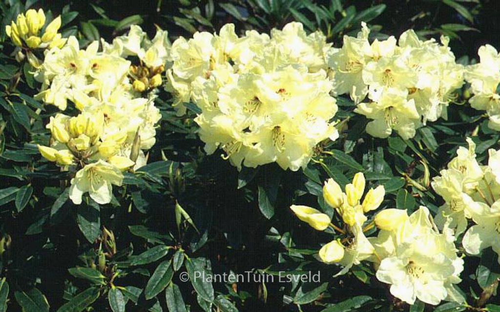 Rhododendron 'Nippon'