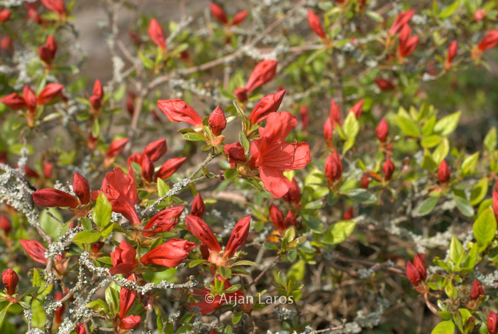 Rhododendron 'Orange Beauty' (Azalea)