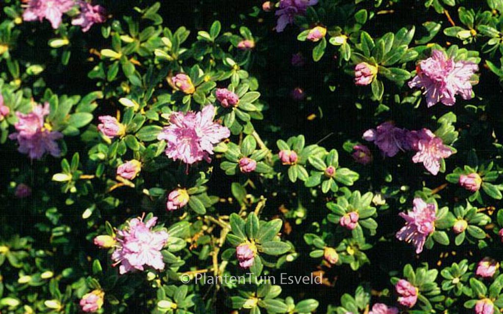 Rhododendron 'Purple Gem'