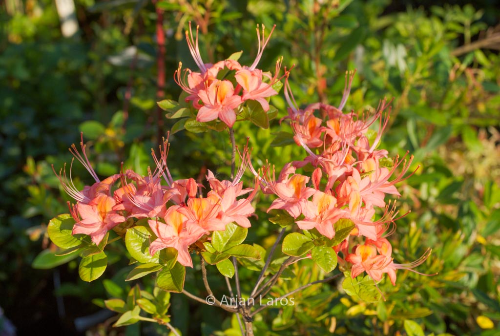 Rhododendron 'Queen of England' (Azalea)