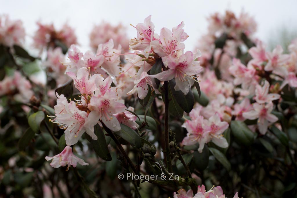 Rhododendron racemosum 'Apricot Beauty'