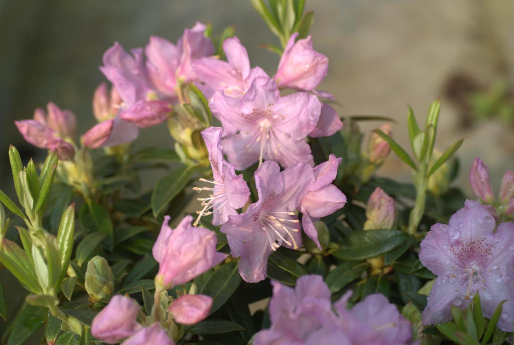 Rhododendron 'Robert Seleger'