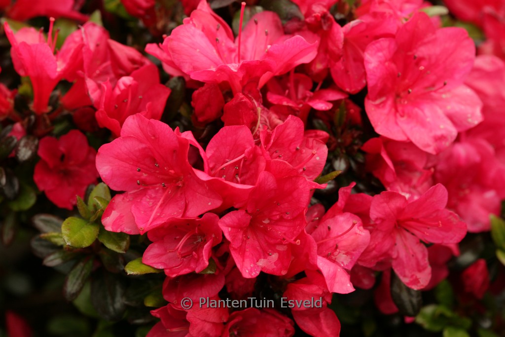 Rhododendron 'Rosalie' (Azalea)