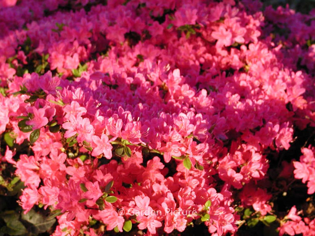 Rhododendron 'Rubinetta' (Azalea)