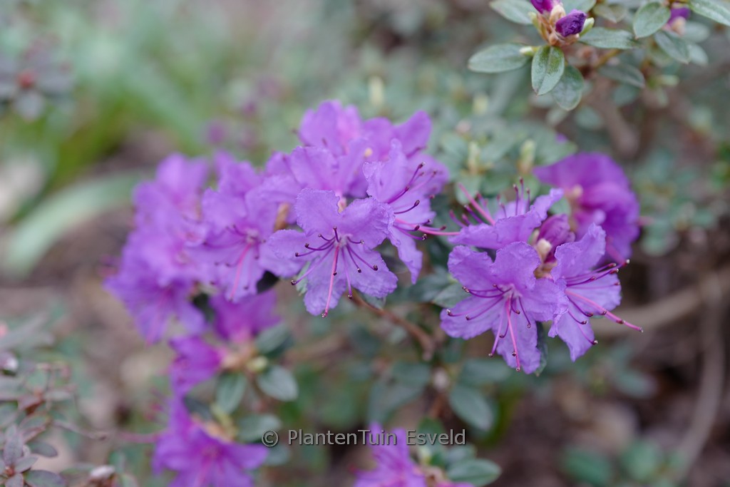 Rhododendron 'Saint Merryn'