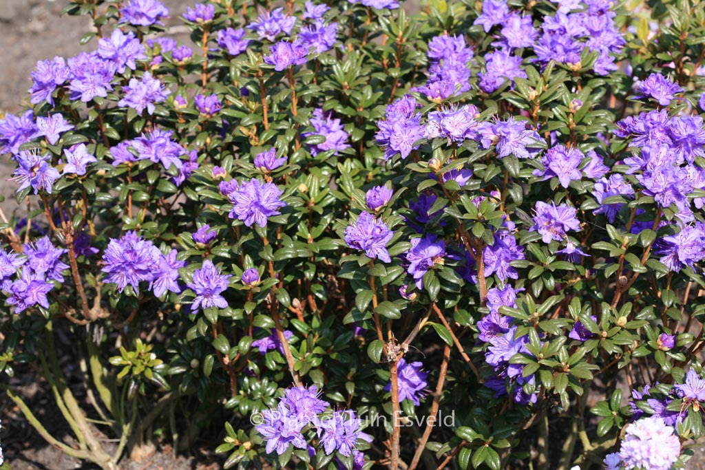 Rhododendron 'Sapphire'