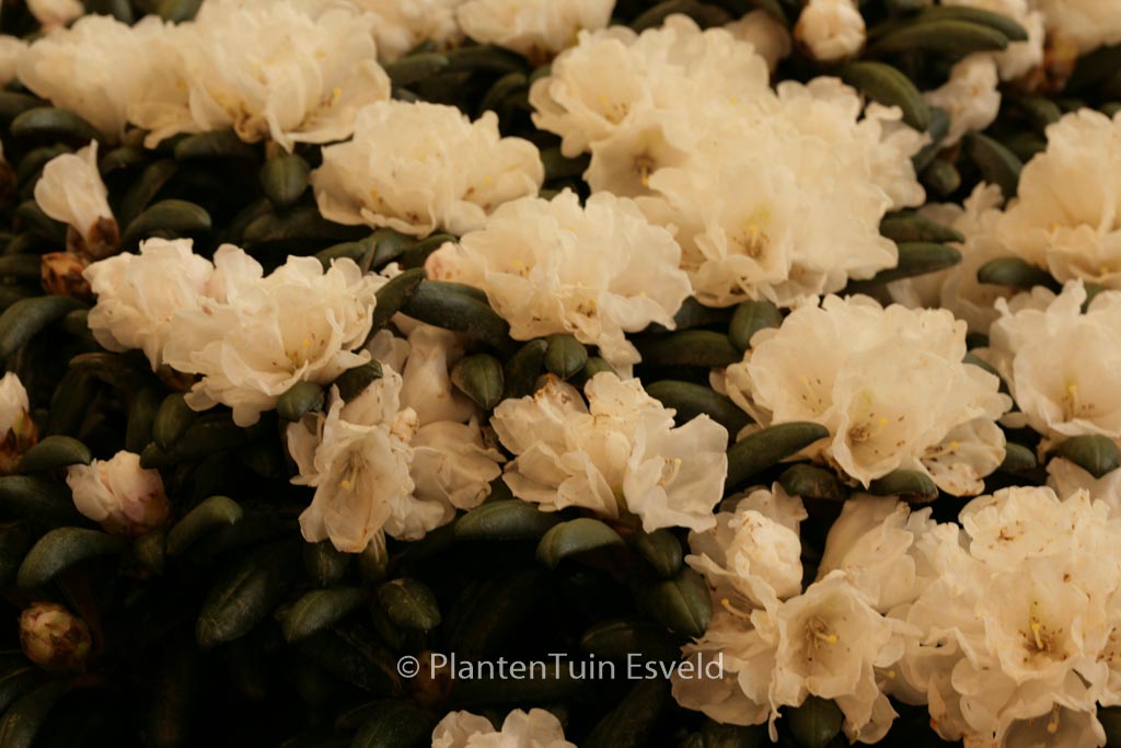 Rhododendron 'Schneekissen'