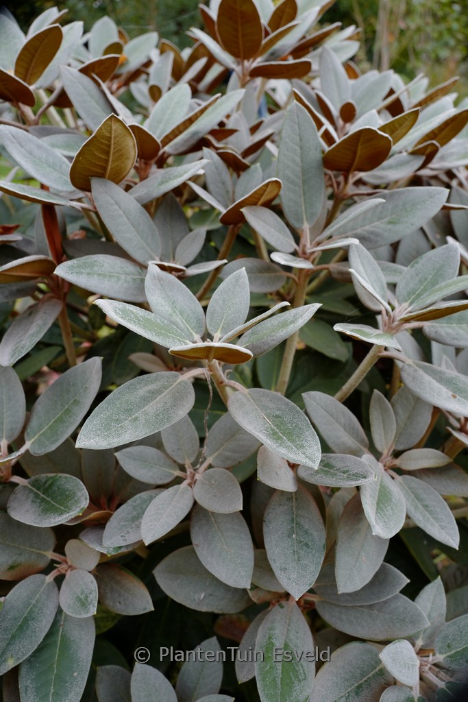 Rhododendron 'Special Dane'