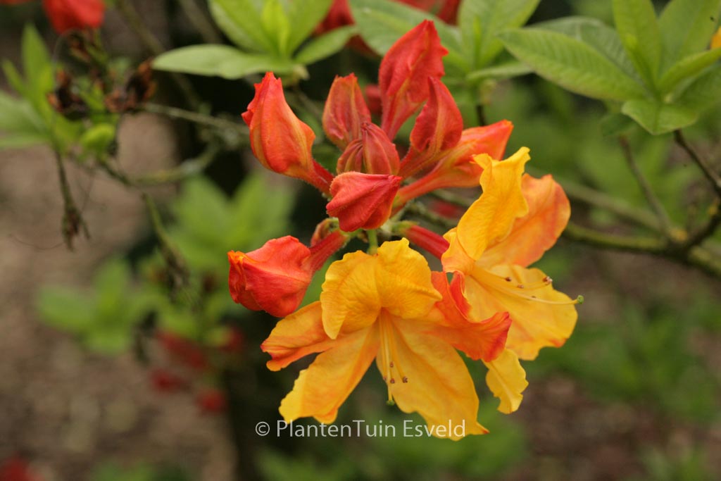Rhododendron 'Sunte Nectarine' (Azalea)