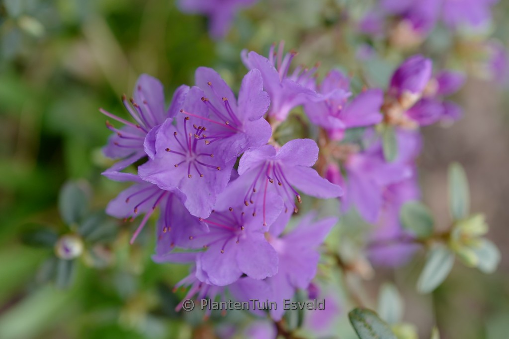 Rhododendron 'Swift'