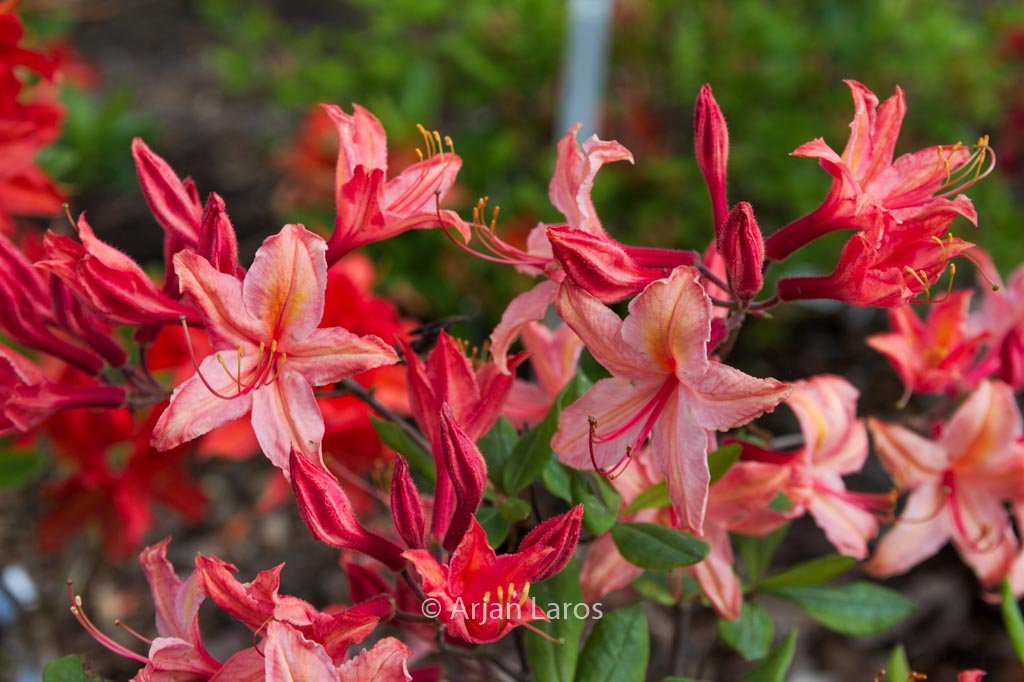 Rhododendron 'Tower Dragon' (Azalea)