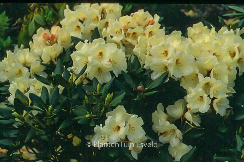 Rhododendron 'Trompenburg'