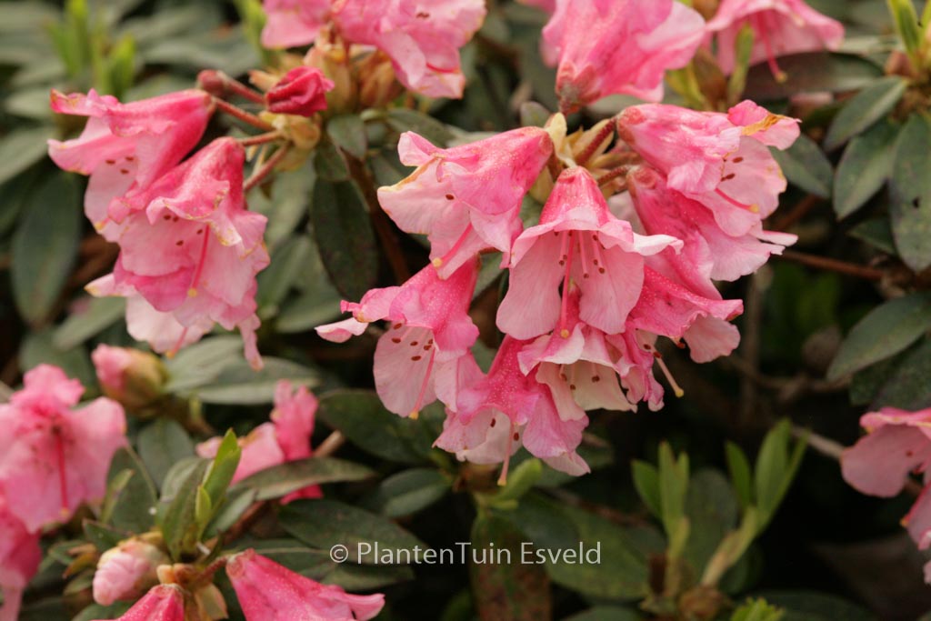 Rhododendron 'Wee Bee'